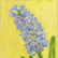 Hyacinth II Pastel