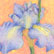 Iris Pastel